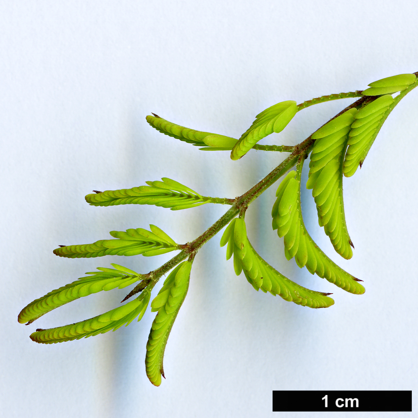 High resolution image: Family: Fabaceae - Genus: Vachellia - Taxon: farnesiana